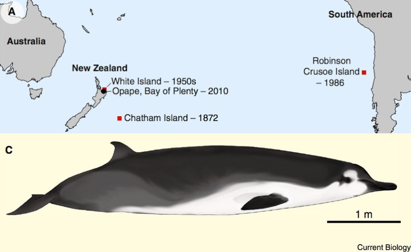 Illustration for article titled Some of the World's Rarest (and Strangest) Creatures